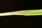 Cattail sedge